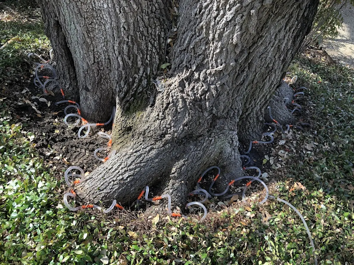 Detailed Tree Cabling and Bracing job site in Groveland