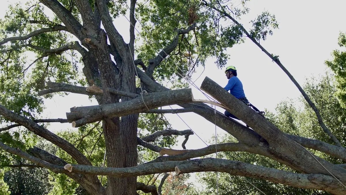 Professional Crown Thinning performed by certified arborists in Groveland