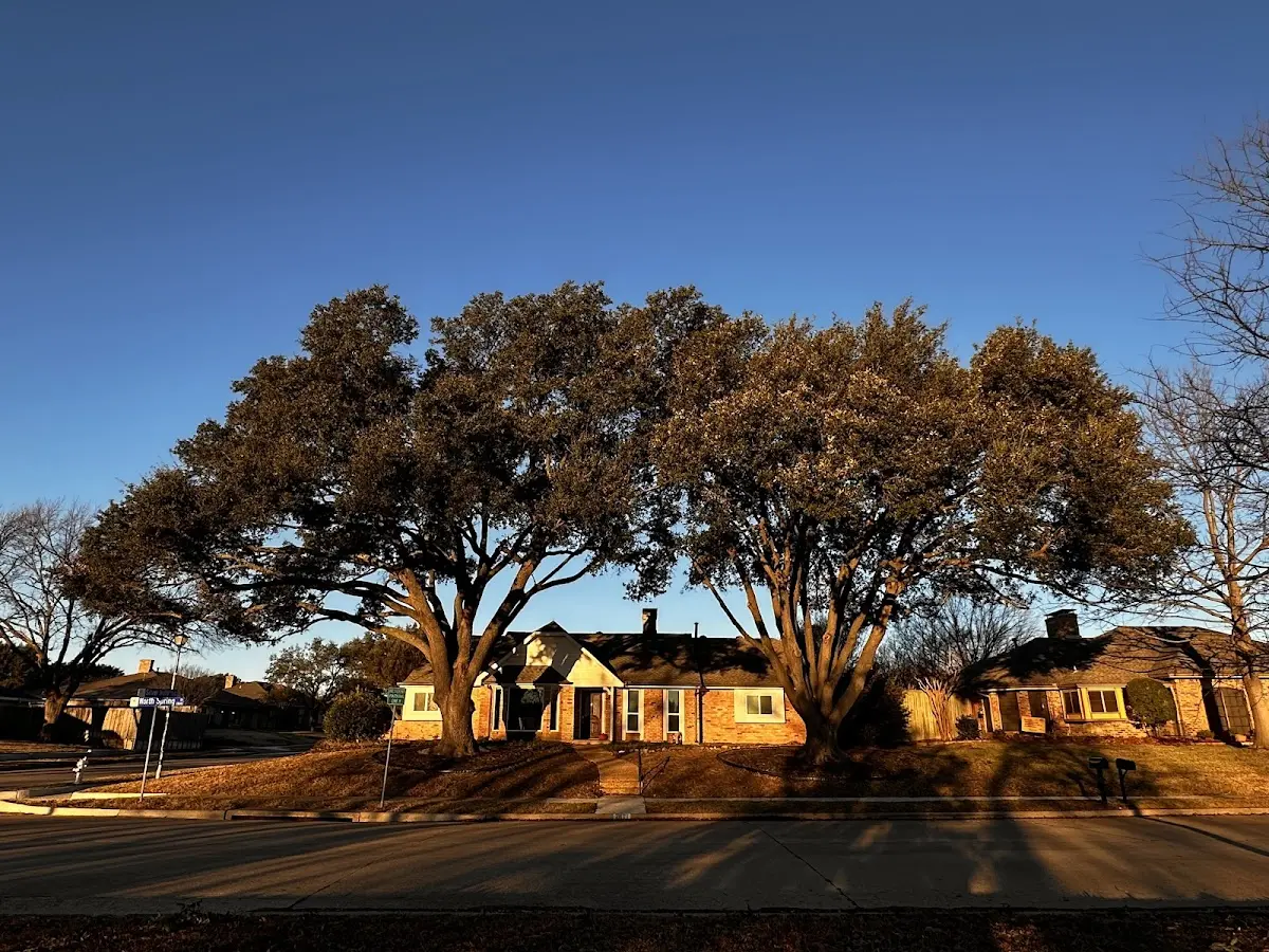 Established residential canopy tree shading a home in Groveland