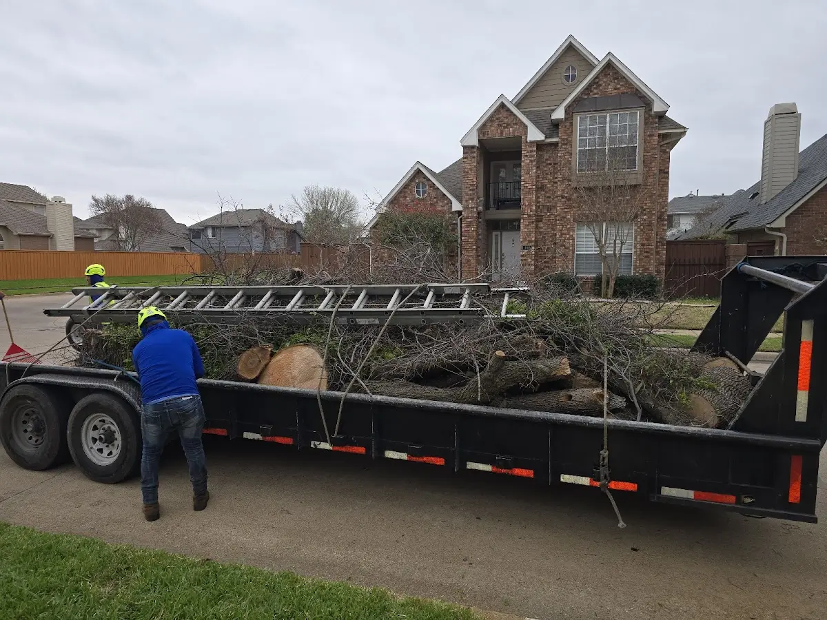 Expert Tree Pest Control with proper safety equipment in Groveland